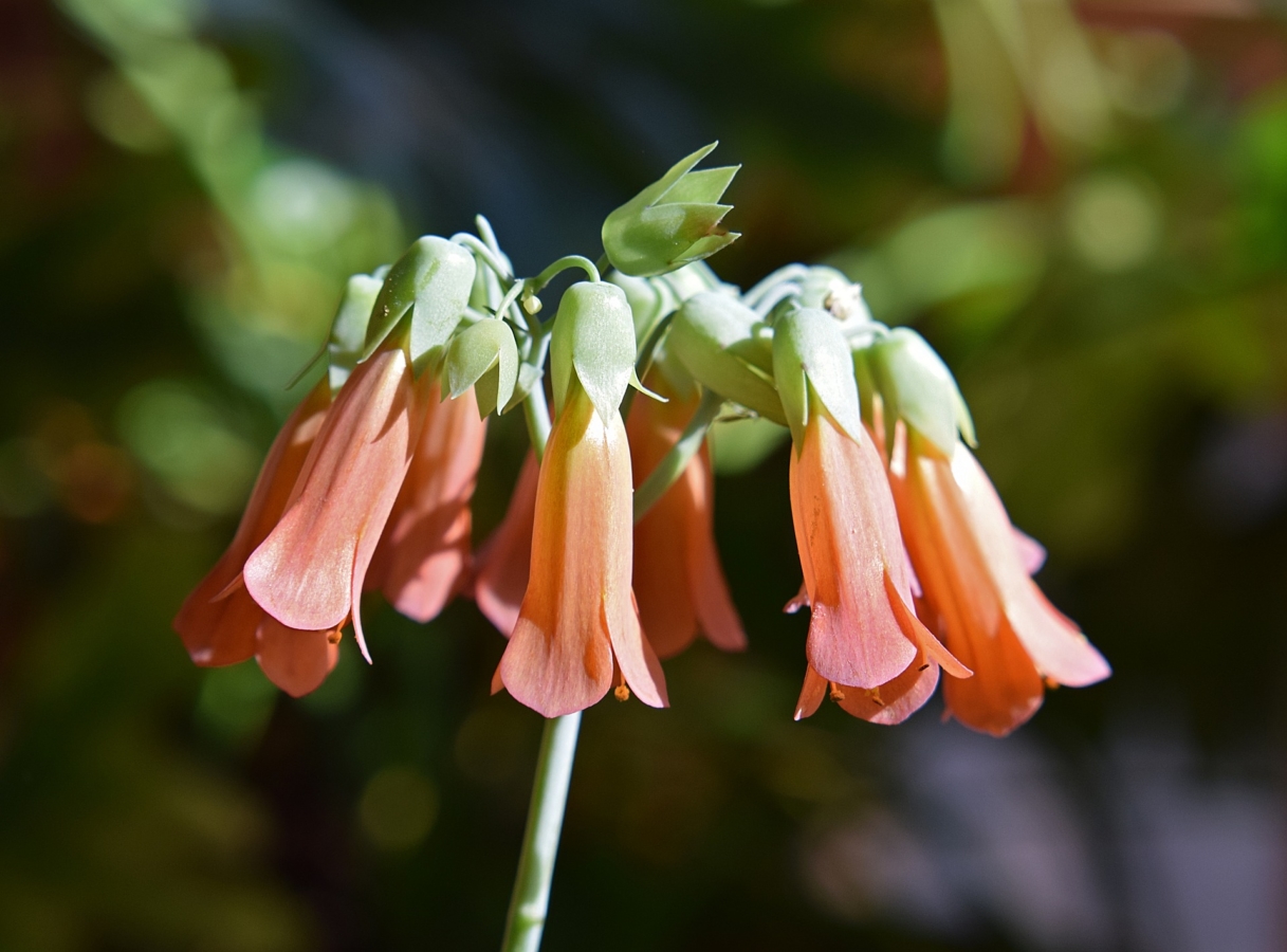カランコエとは 花の特徴 花言葉 育て方 手入れ方法を紹介 Hanasaku