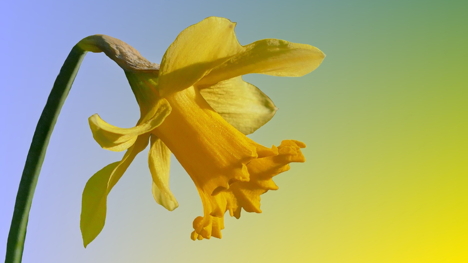 水仙 スイセン の花言葉と由来 色 品種別 英語の花言葉 怖い意味は Hanasaku