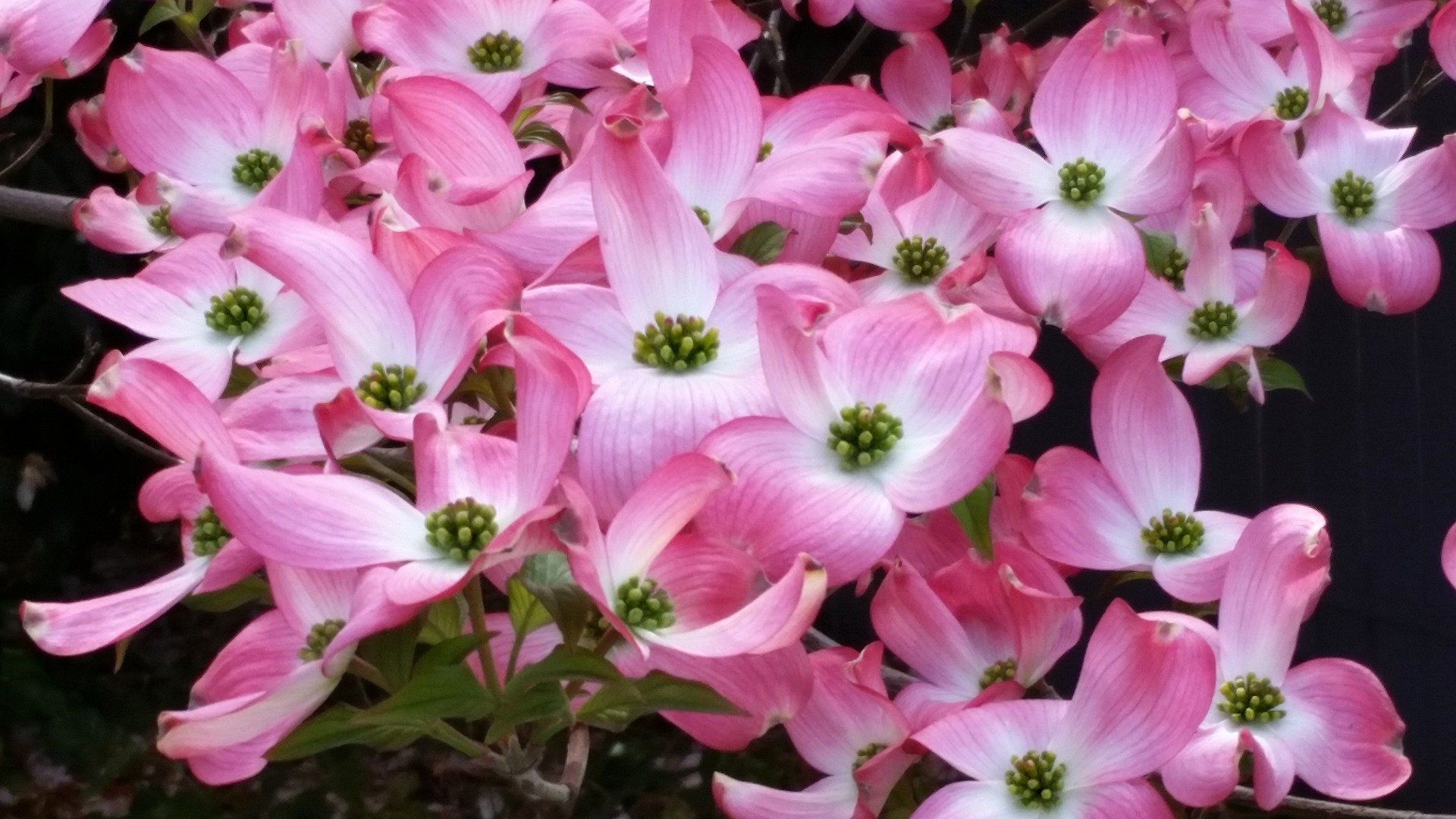 ハナミズキの花言葉と由来|品種、英語の花言葉、怖い意味もある? | HanaSaku