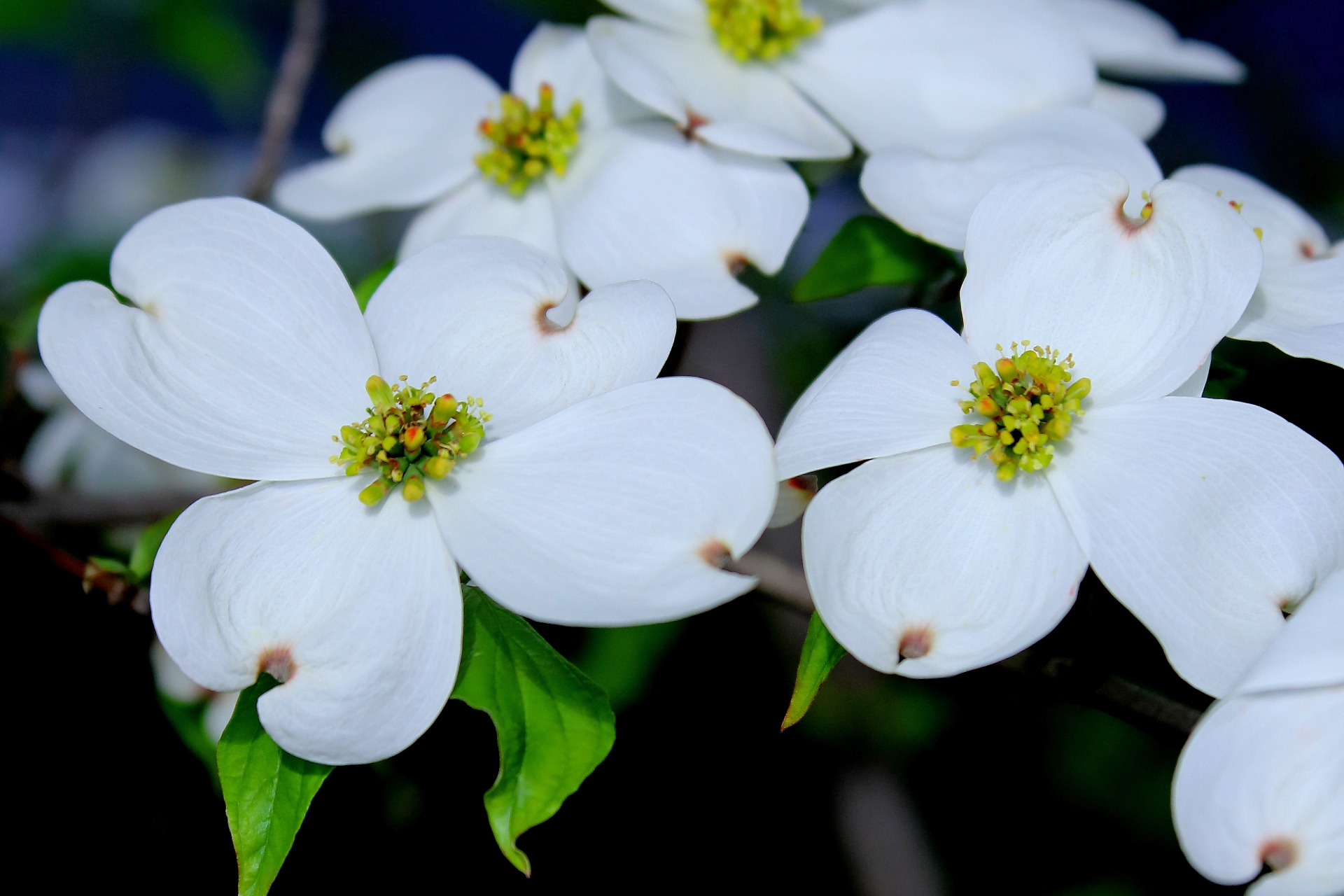 ハナミズキの移植はやさしいですか? – ハナミズキ 植え替え方法 – VXUMTW