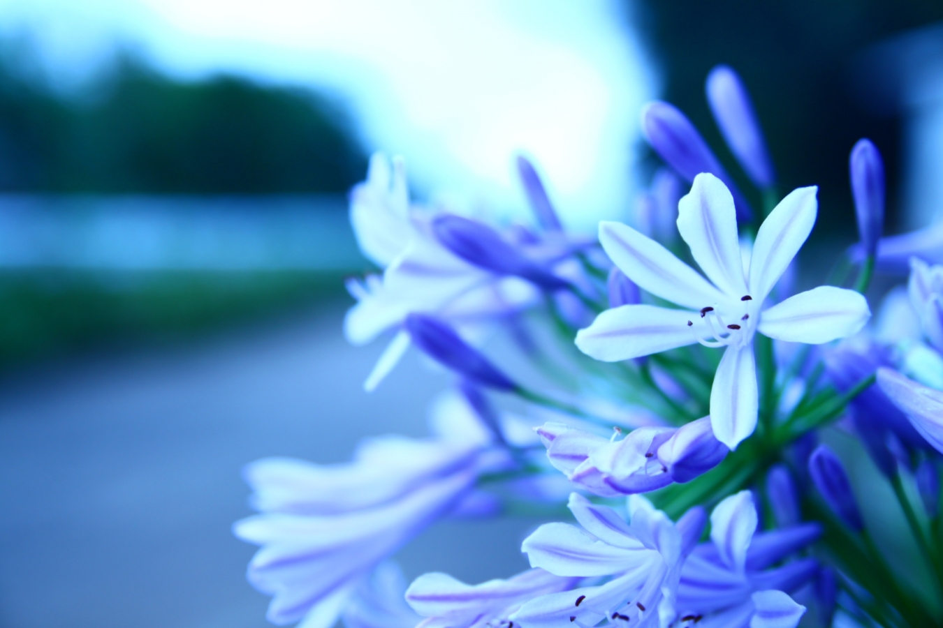 アガパンサスとは 花の特徴 花言葉 育て方 手入れ方法を紹介 Hanasaku