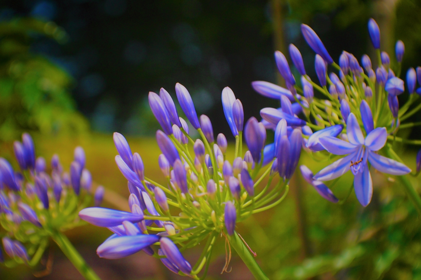 アガパンサスとは 花の特徴 花言葉 育て方 手入れ方法を紹介 Hanasaku