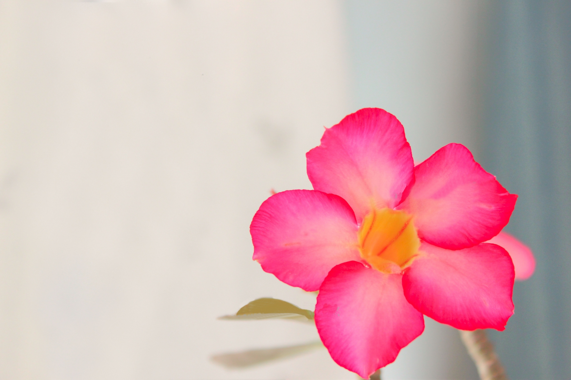 アデニウムとは 花の特徴 花言葉 育て方 手入れ方法を紹介 Hanasaku