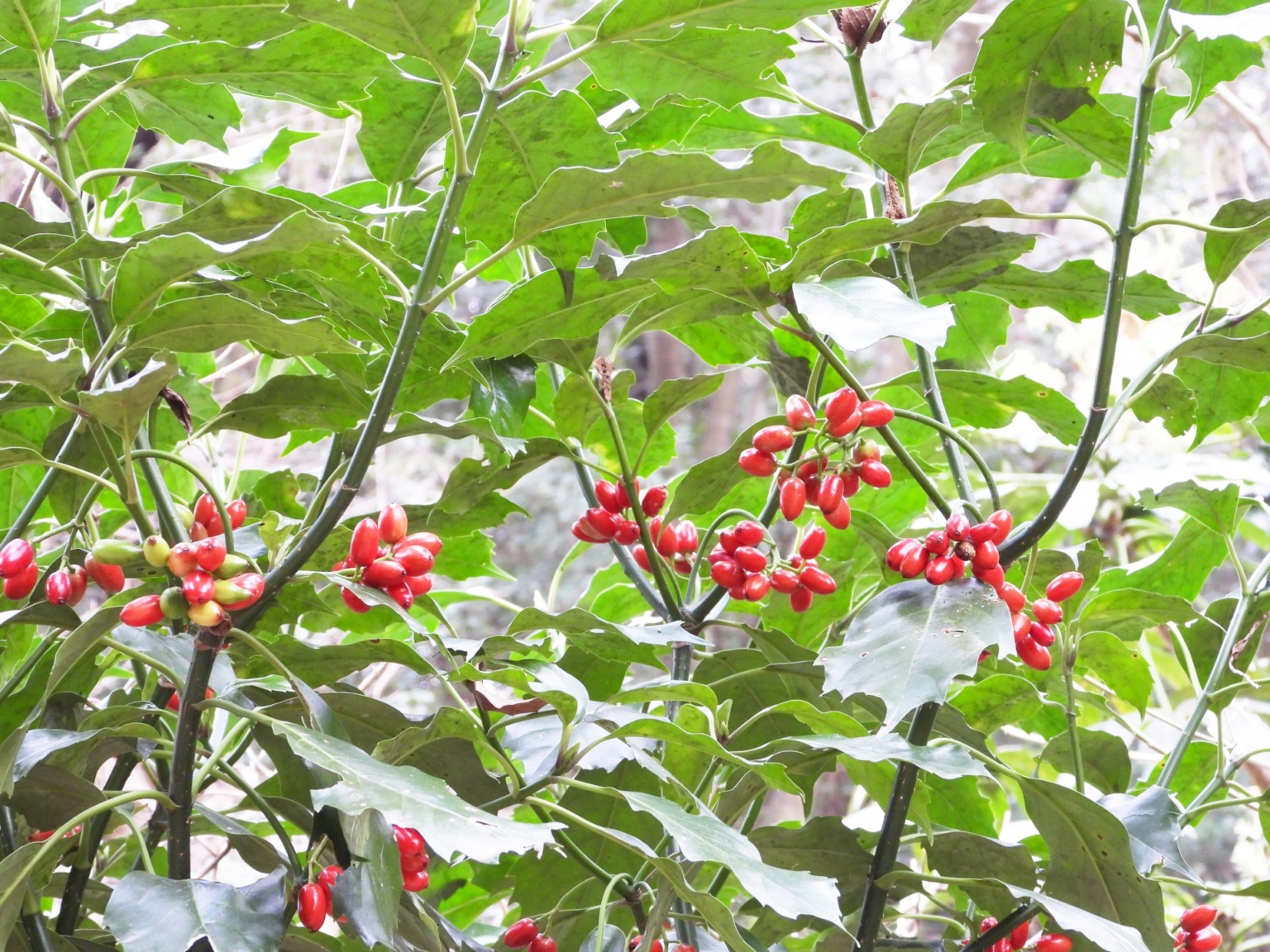 アオキとはどんな植物?育て方と手入れ方法・コツや種類を紹介 | HanaSaku