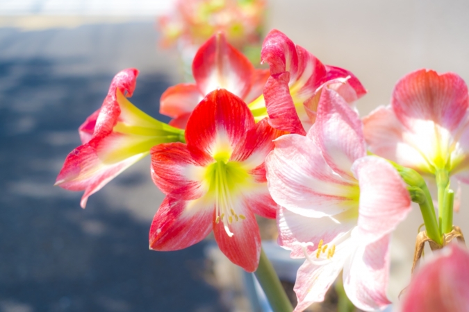 アマリリスの開花時期や見頃の季節