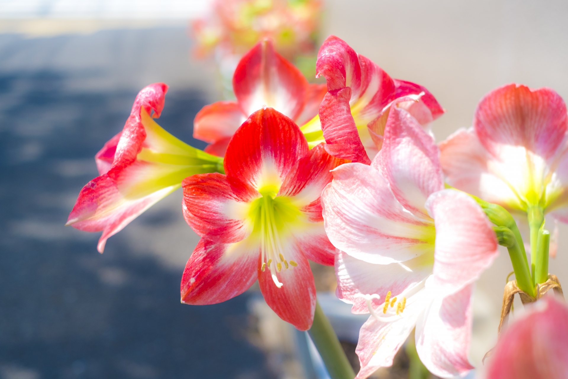 アマリリス様確認用 花