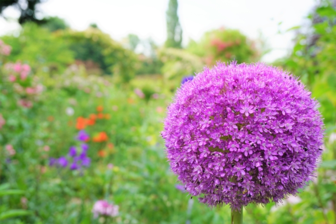 アマリリスと同じ科の花