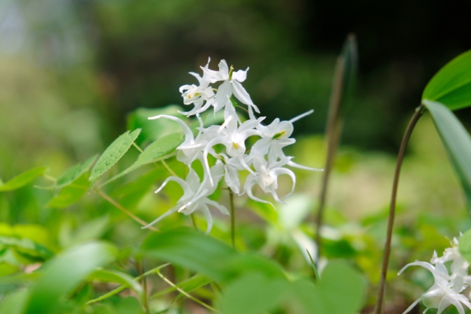 イカリソウとは 花の特徴 花言葉 育て方 手入れ方法を紹介 Hanasaku