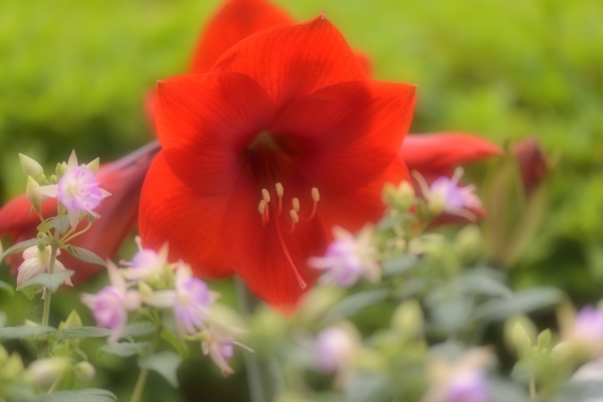 アマリリスの花言葉と由来