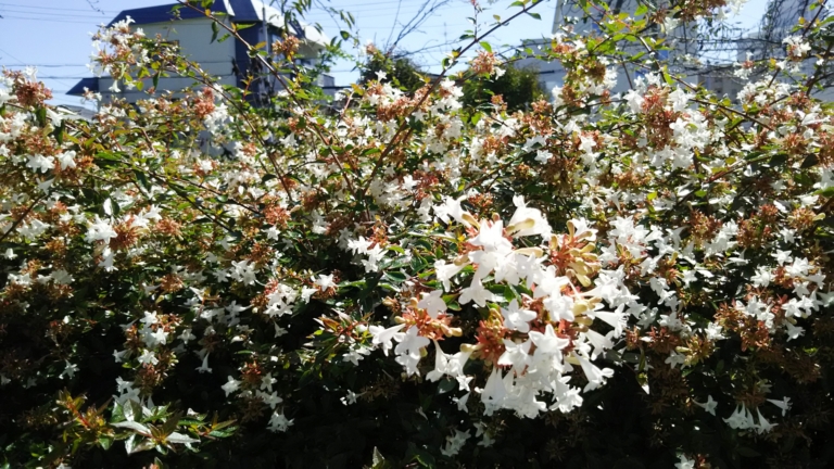 アベリアとは?花の特徴・花言葉・育て方・手入れ方法を紹介! | HanaSaku