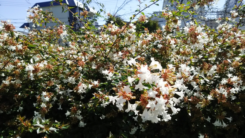 アベリアとは 花の特徴 花言葉 育て方 手入れ方法を紹介 Hanasaku