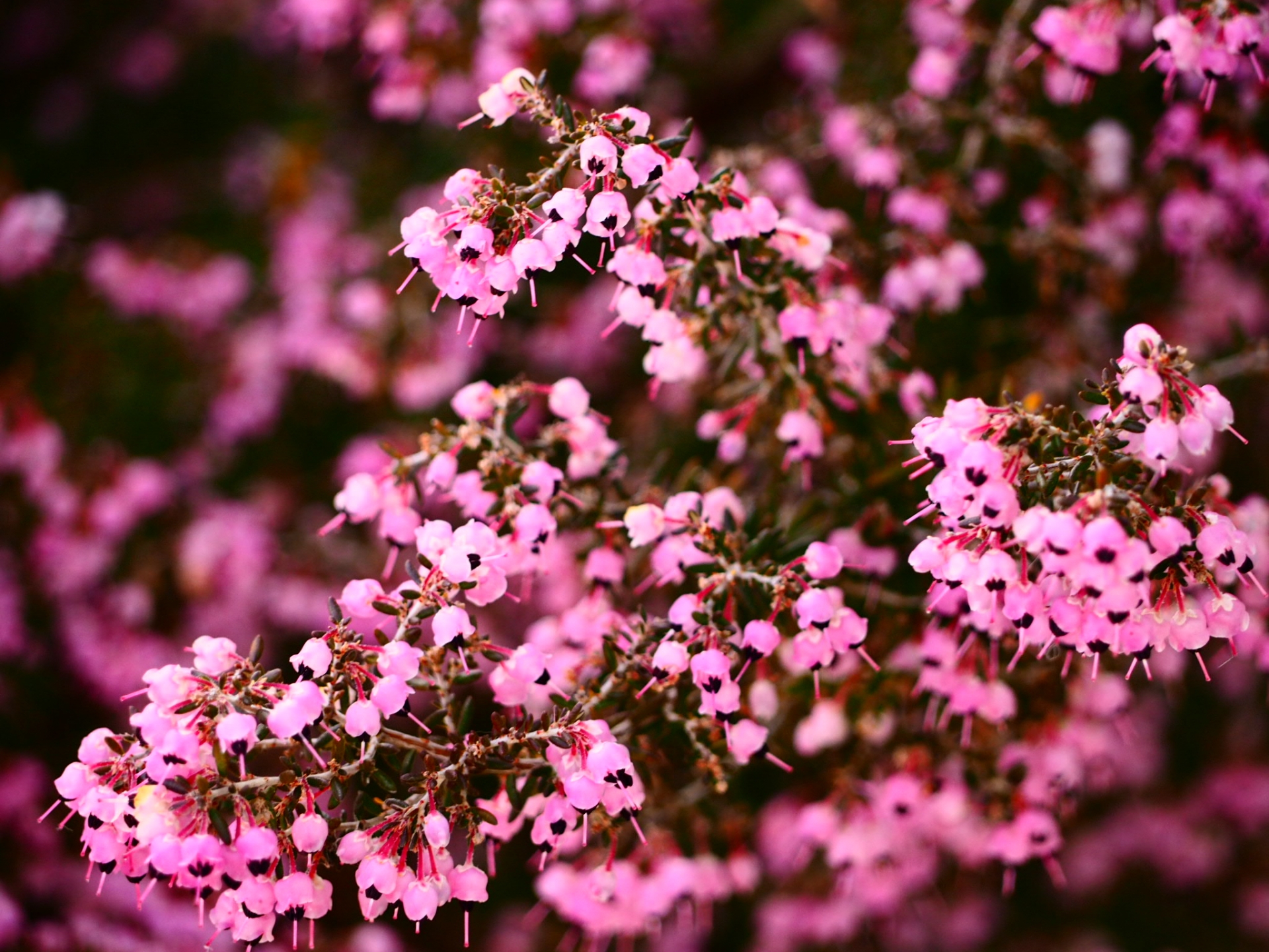 エリカの花言葉と由来 種類 色別の意味 誕生花 花名の由来は Hanasaku
