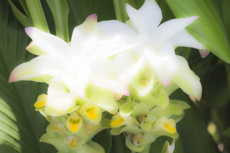 En trois gestes, la plantation du safran des indes en pot