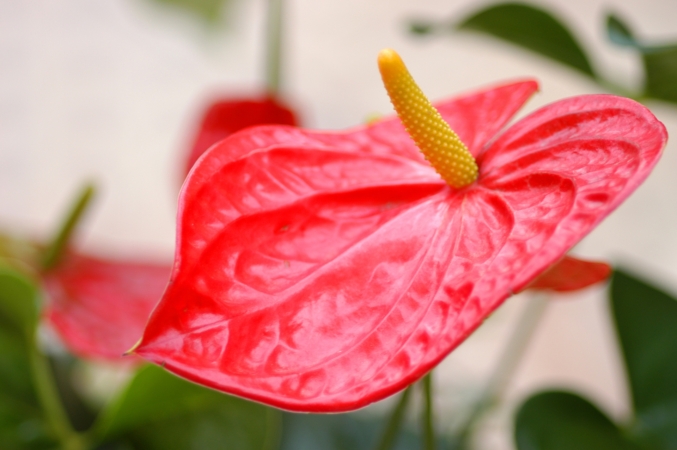 アンスリウムの花の特徴とは 品種別の違いや育て方 花言葉も Hanasaku