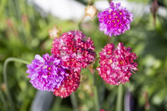 アルメリアとはどんな花 花の特徴 花言葉 上手な育て方を紹介 Hanasaku