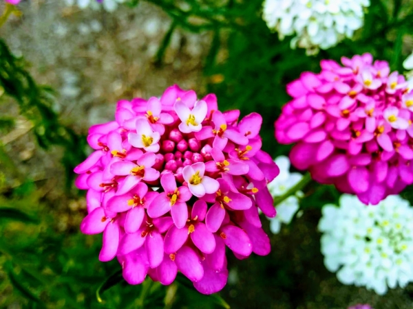 イベリスとは 花の特徴 花言葉 育て方 手入れ方法を紹介 Hanasaku