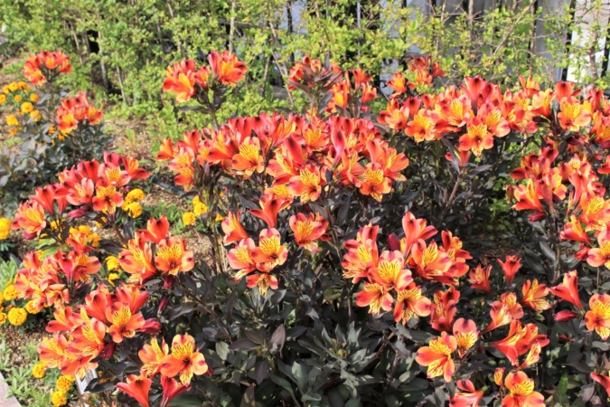 アルストロメリアとは 花の特徴 花言葉 育て方 手入れ方法を紹介 Hanasaku