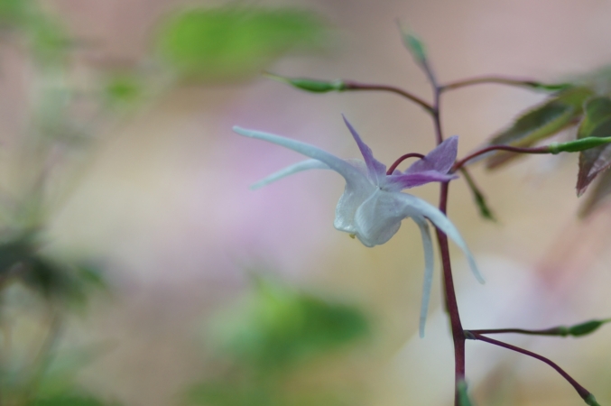 イカリソウとは 花の特徴 花言葉 育て方 手入れ方法を紹介 Hanasaku