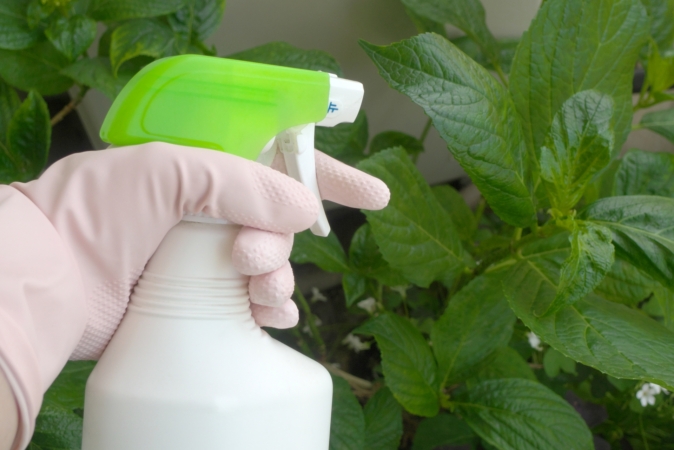 インパチェンスを育てる時に気をつける病気や害虫
