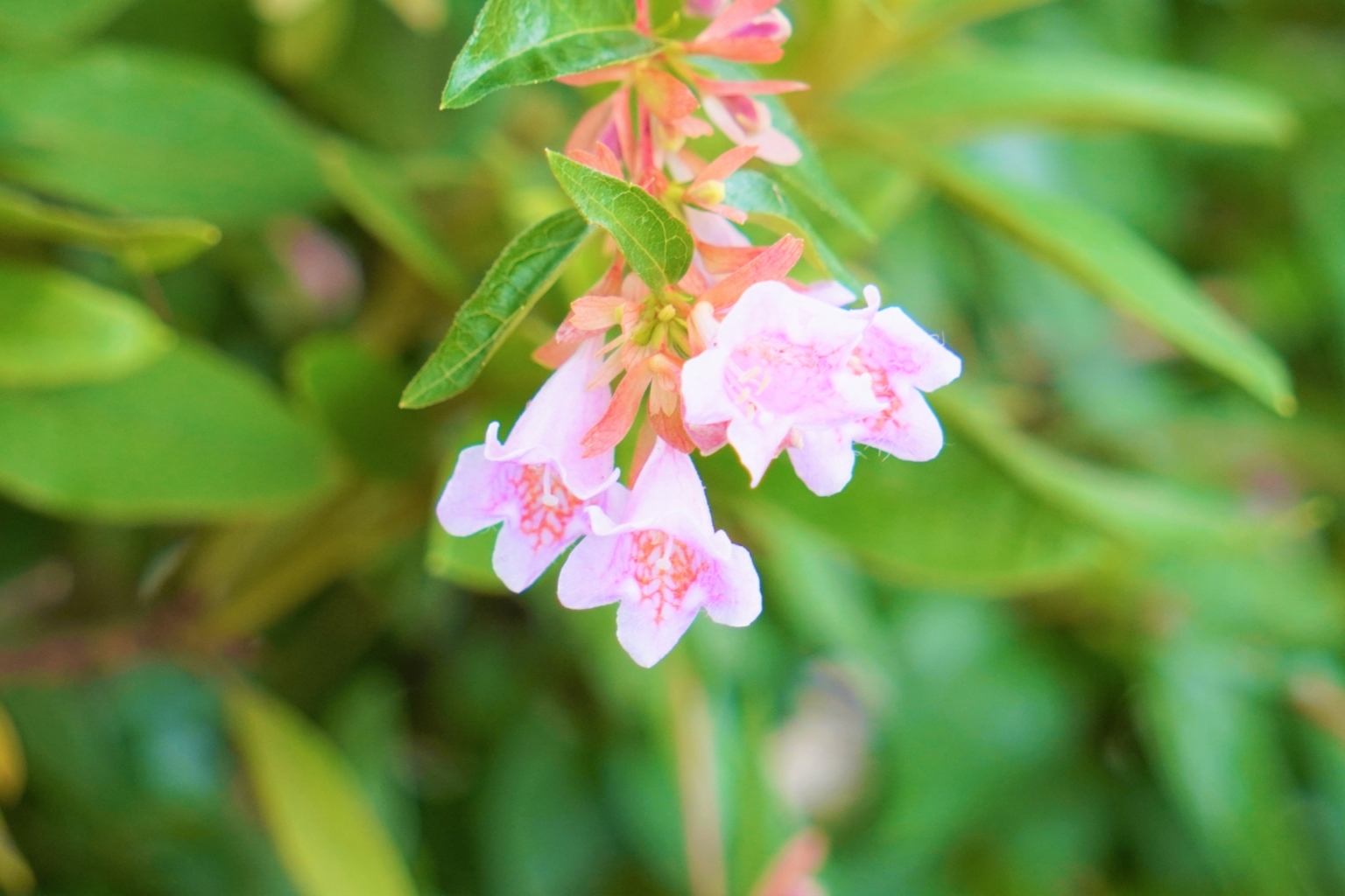 アベリアとは?花の特徴・花言葉・育て方・手入れ方法を紹介! | HanaSaku