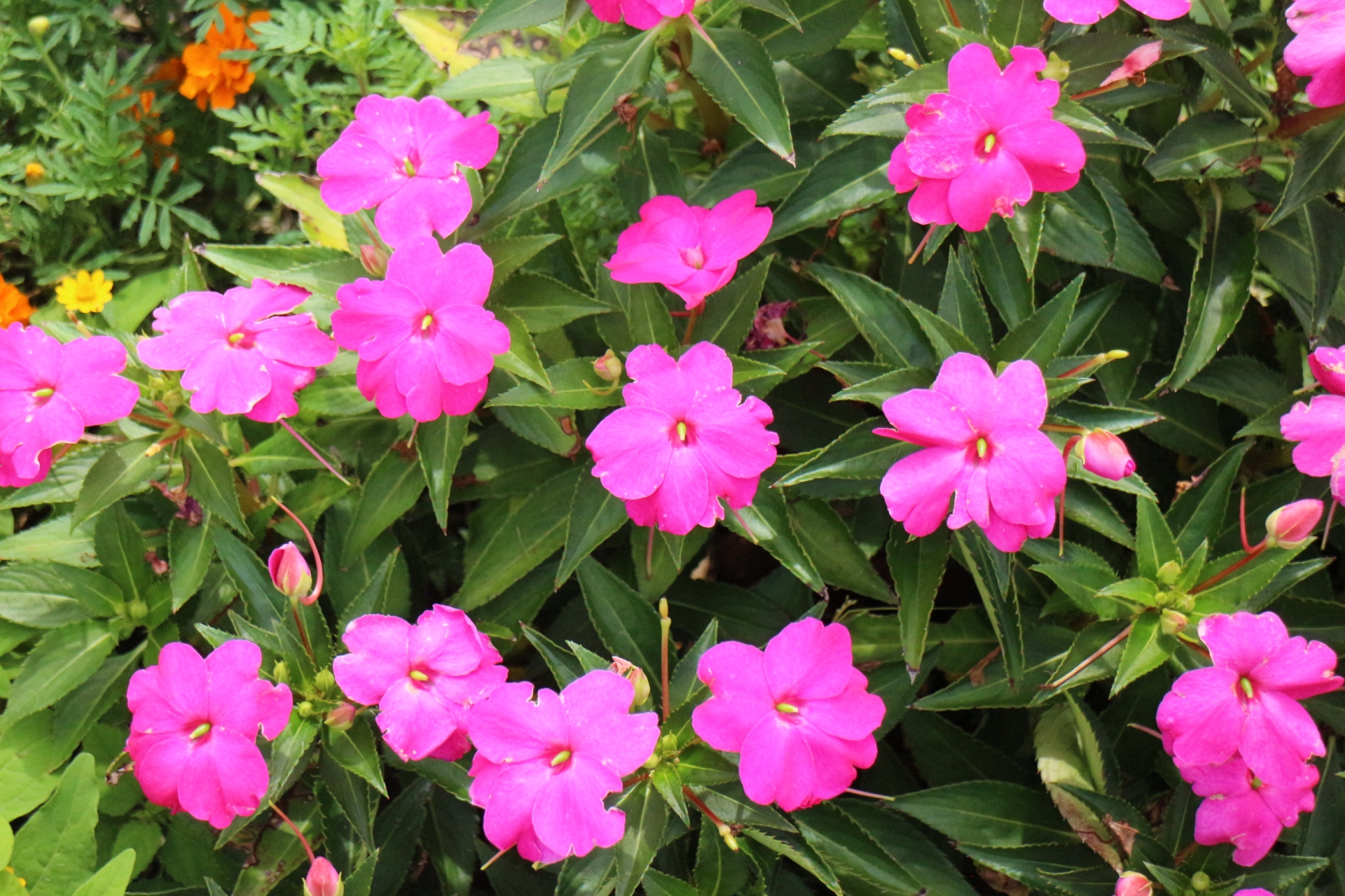 オルレアとは 花の特徴 花言葉 育て方 手入れ方法を紹介 Hanasaku