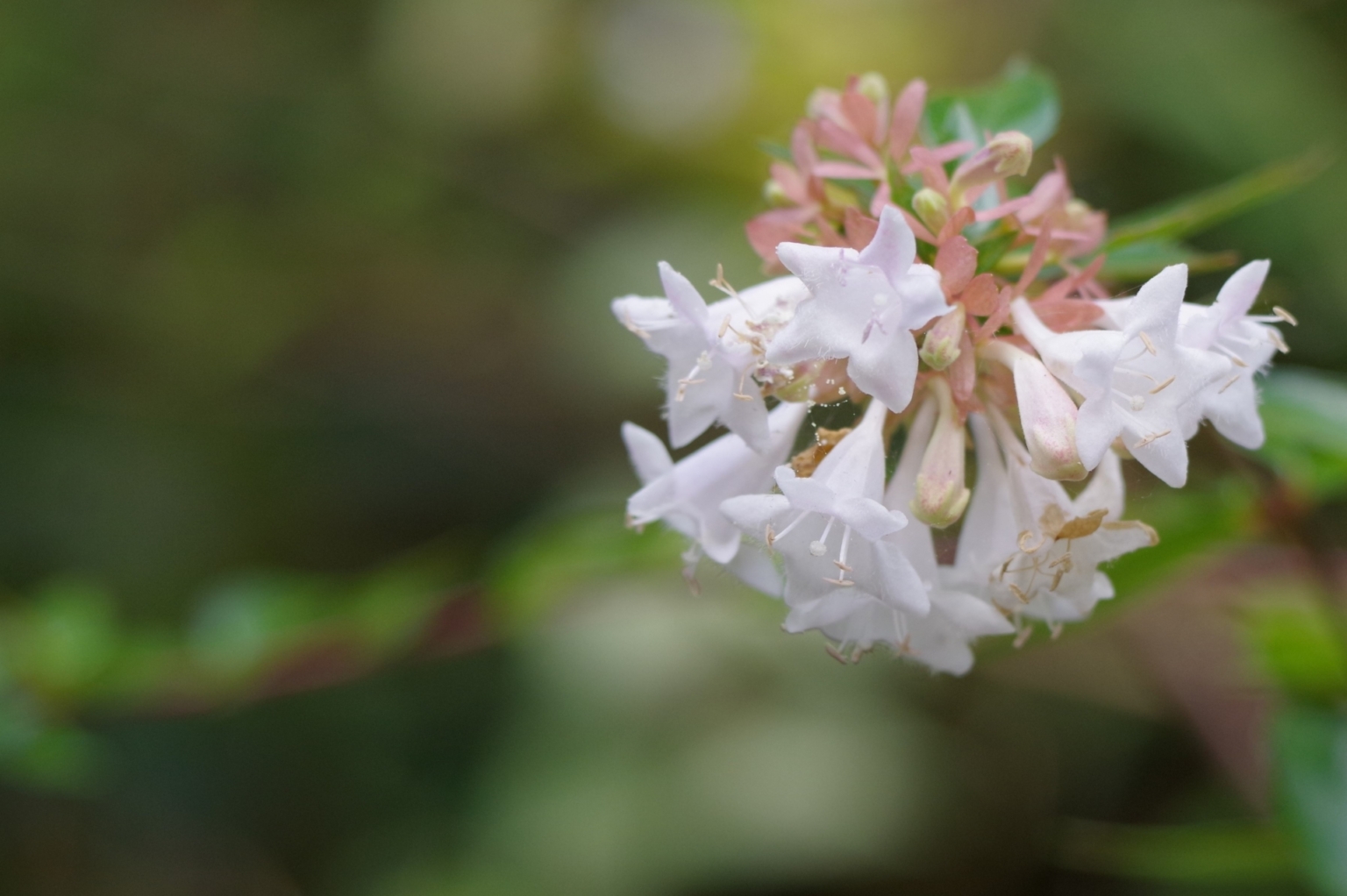 アベリアとは?花の特徴・花言葉・育て方・手入れ方法を紹介! | HanaSaku