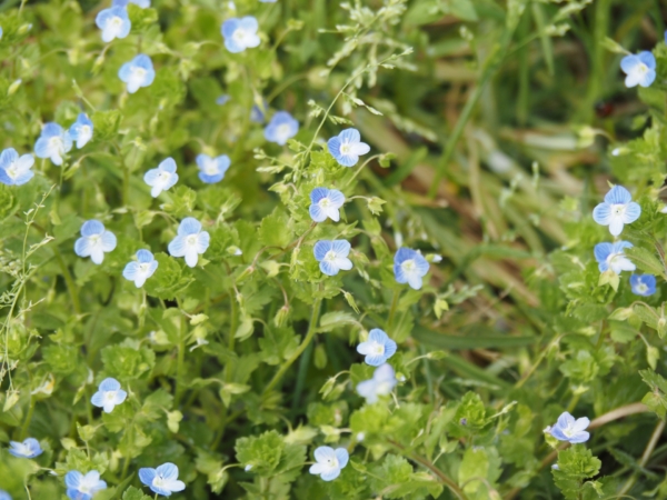 ヴェロニカとはどんな花 特徴と種類 花言葉 育て方を紹介 Hanasaku