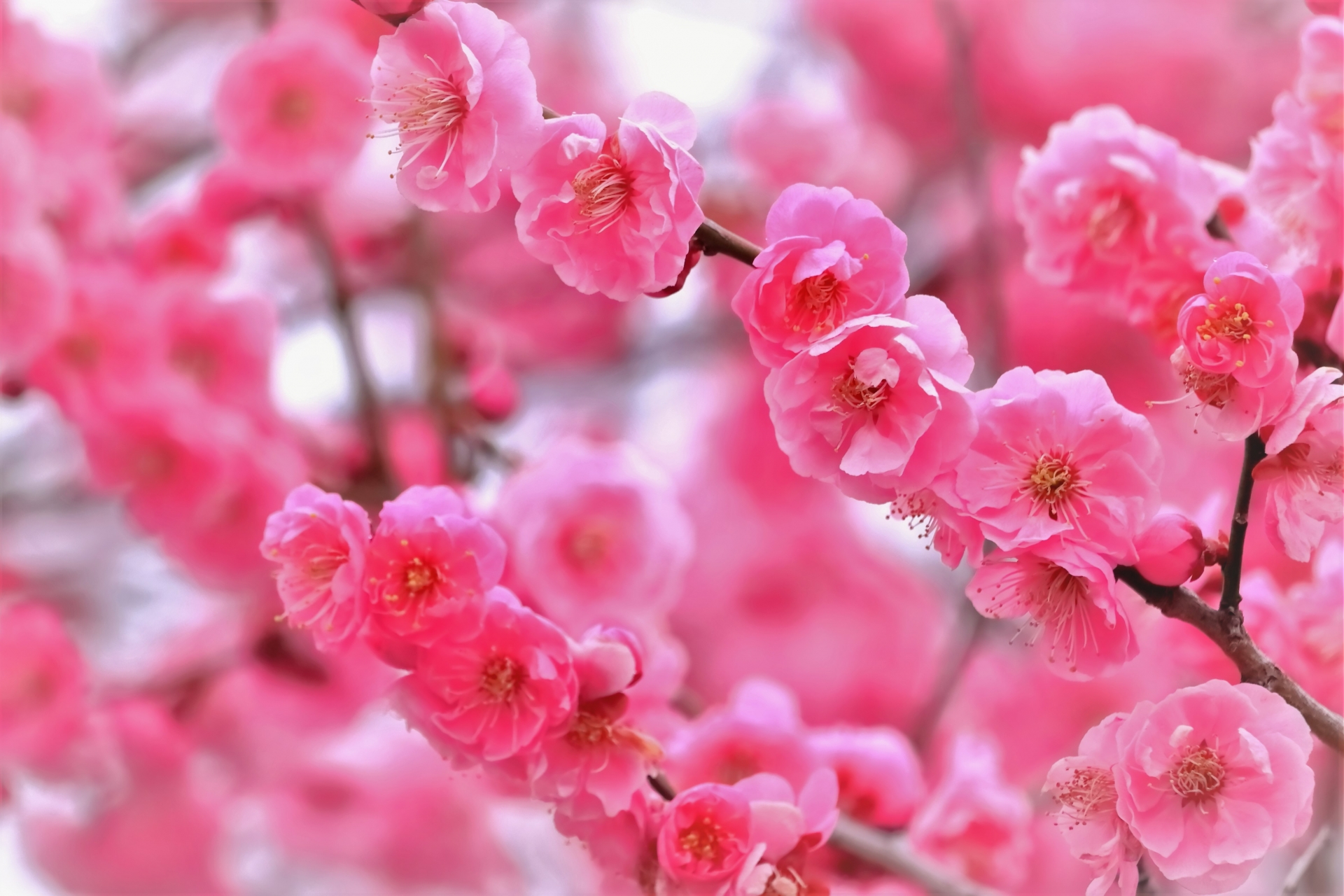 ウメ 梅 の花言葉の意味と由来 誕生花や種類 特徴 怖い意味もある Hanasaku