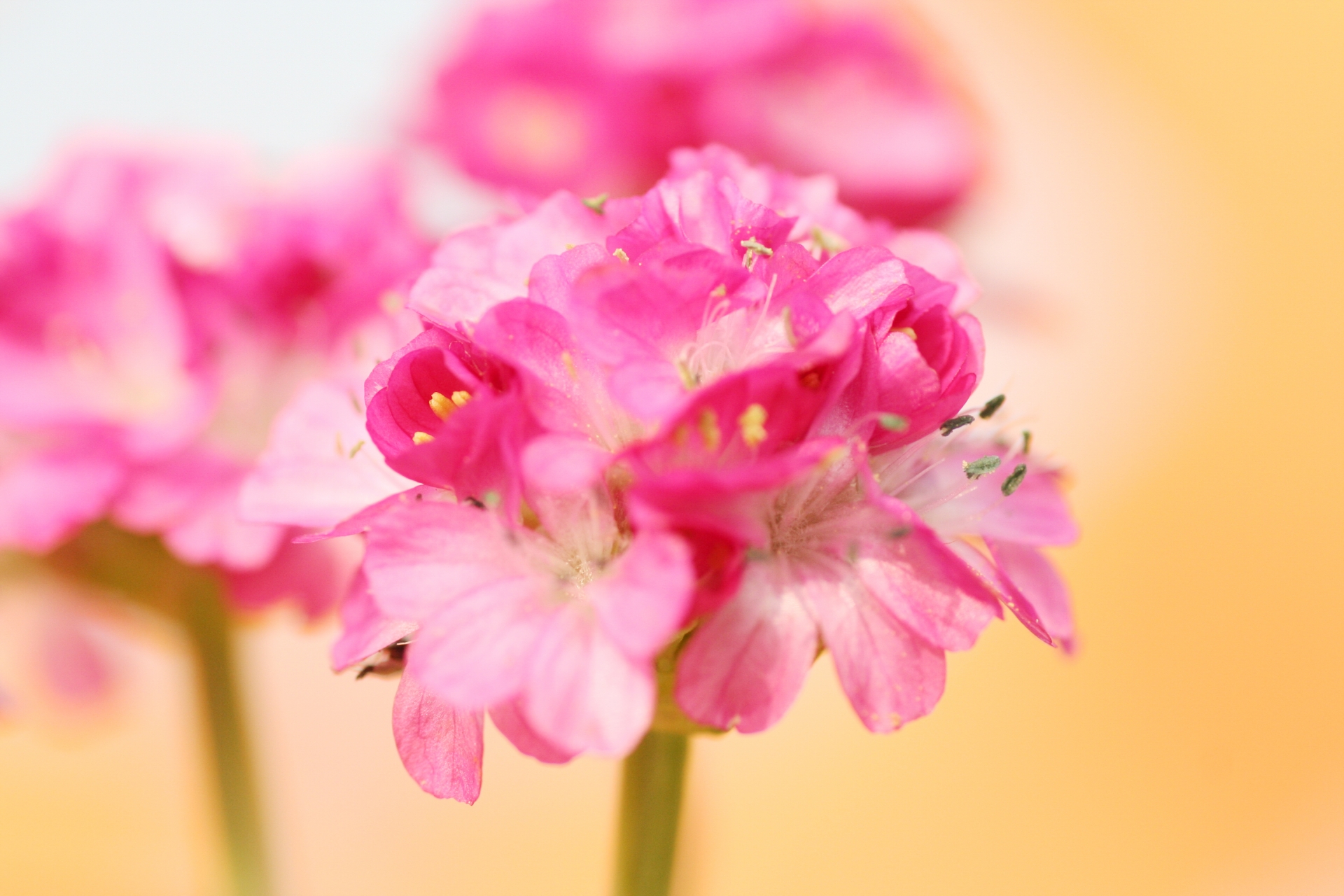 ユーカリの花言葉は 由来や誕生花 効用 風水 育て方も紹介 Hanasaku