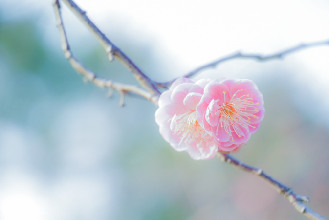 ウメ 梅 の花言葉の意味と由来 誕生花や種類 特徴 怖い意味もある Hanasaku