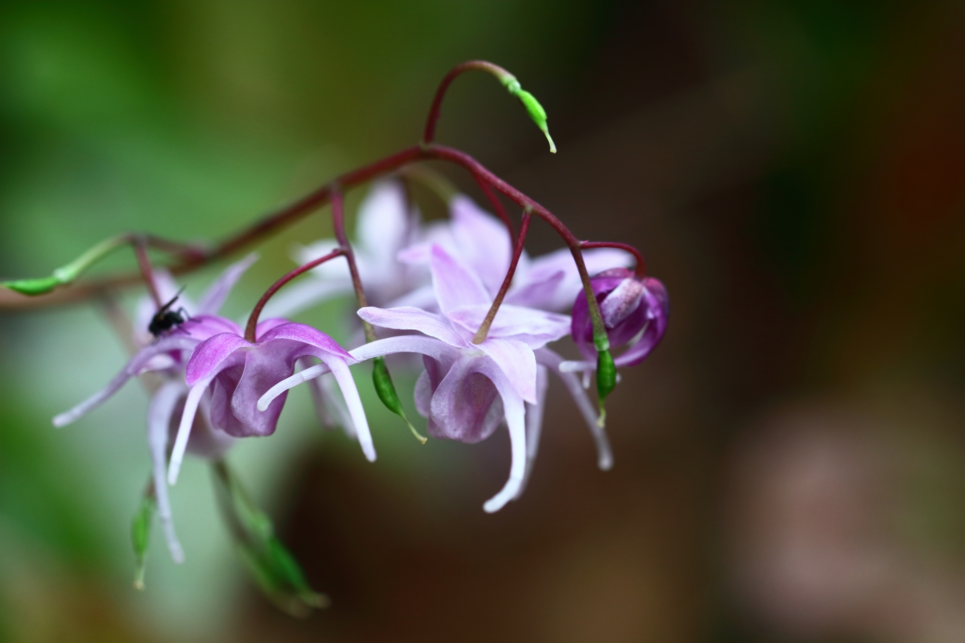 イカリソウとは 花の特徴 花言葉 育て方 手入れ方法を紹介 Hanasaku