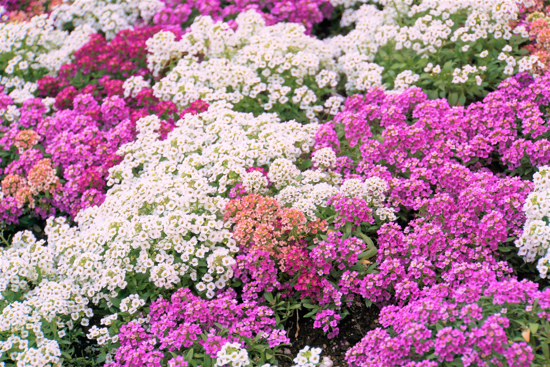 アリッサムの品種 種類 花の特徴や花言葉 育て方も紹介 Hanasaku