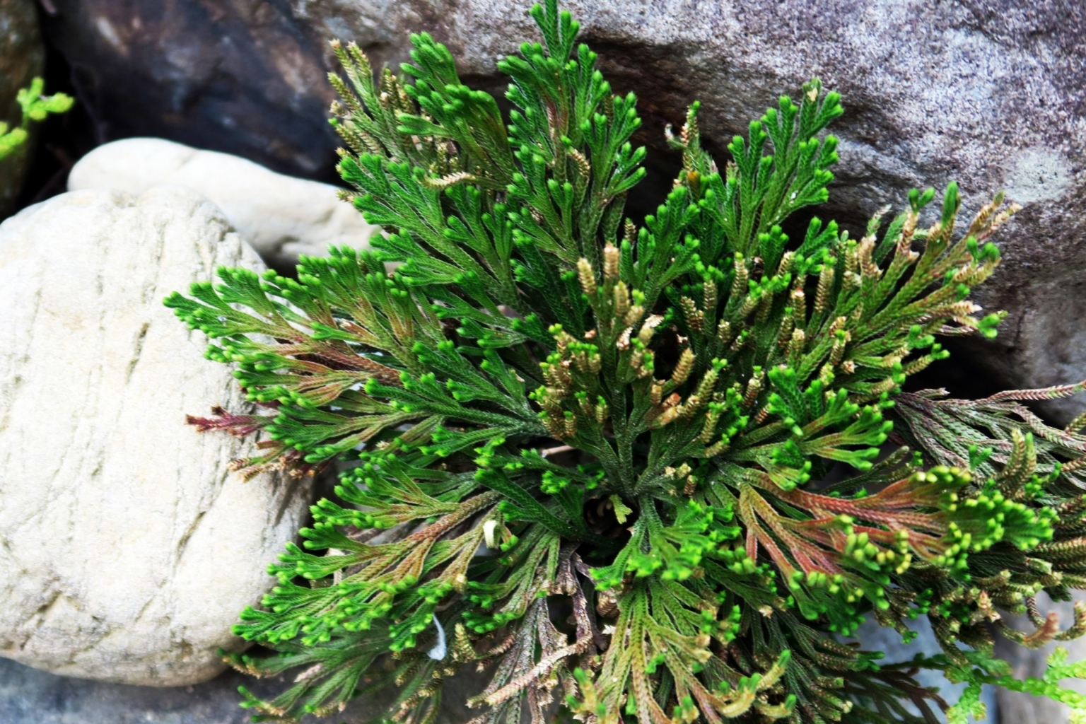 岩ヒバ 大き目 鉢ごと 観葉植物