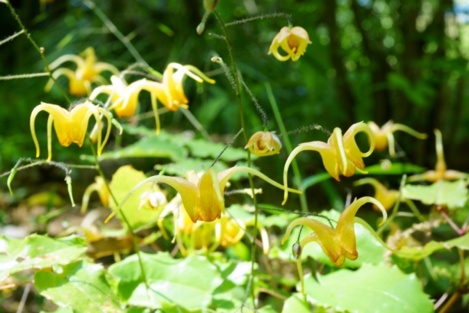 イカリソウとは 花の特徴 花言葉 育て方 手入れ方法を紹介 Hanasaku