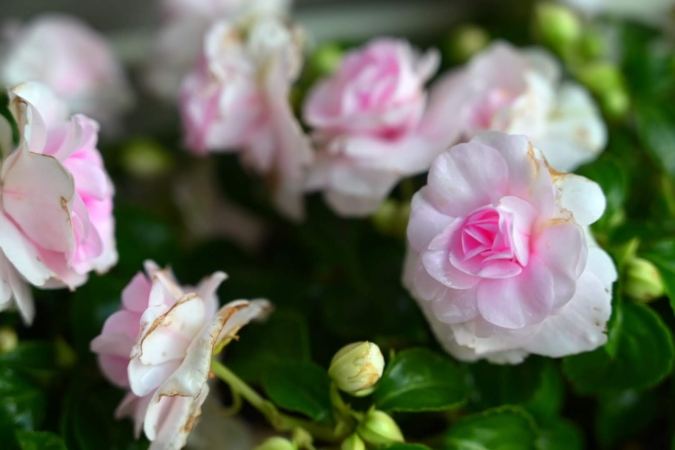 インパチェンスとは 花の特徴 花言葉 育て方 手入れ方法を紹介 Hanasaku