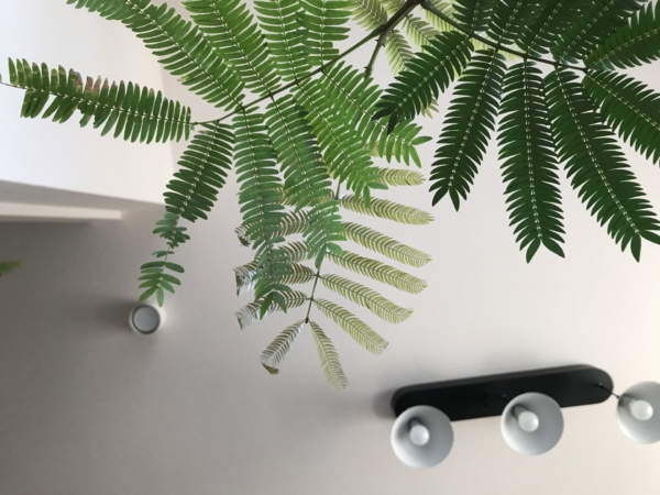 エバーフレッシュを育てる時に気をつける病気や害虫