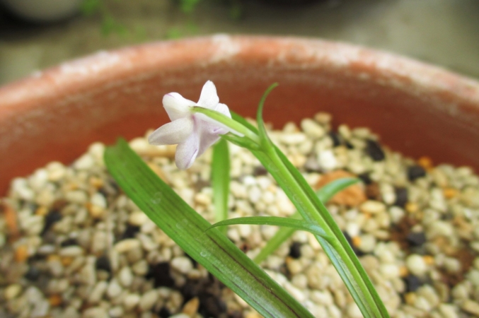 ウチョウランを育てるときに気をつけたい病気と害虫