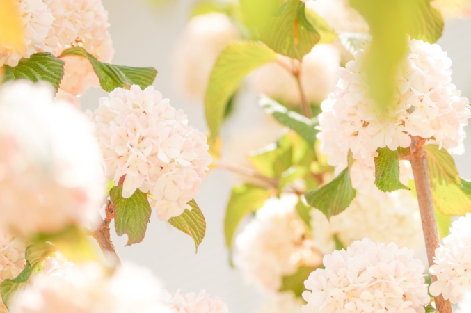 オオデマリ 大手毬 とは 花の特徴 花言葉 育て方 手入れ方法を紹介 Hanasaku