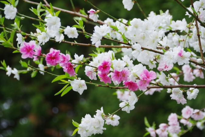 ウメ 梅 の花言葉の意味と由来 誕生花や種類 特徴 怖い意味もある Hanasaku