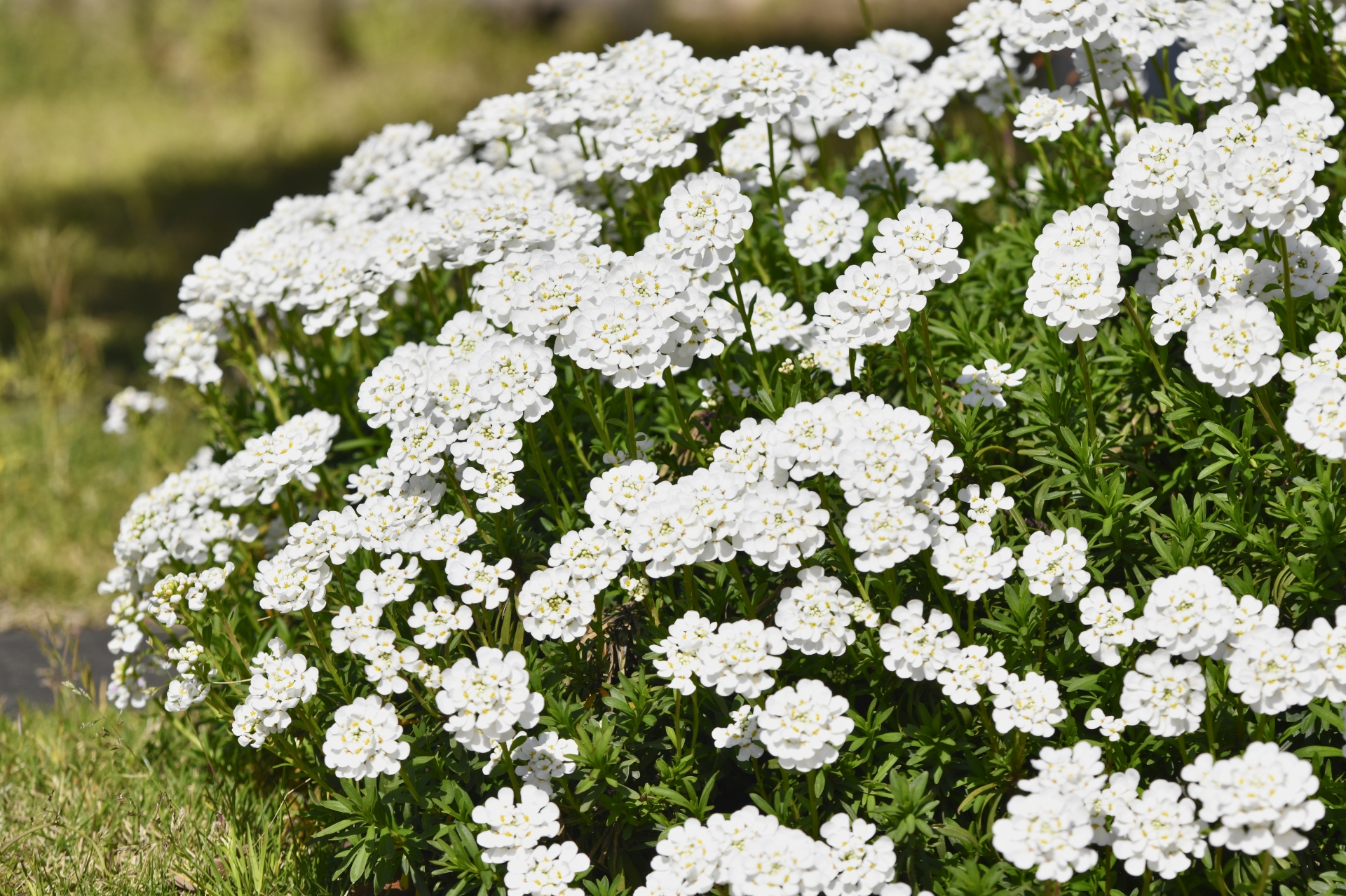 10月に咲く花一覧 ガーデニングで人気の品種の特徴や花言葉も紹介 Hanasaku