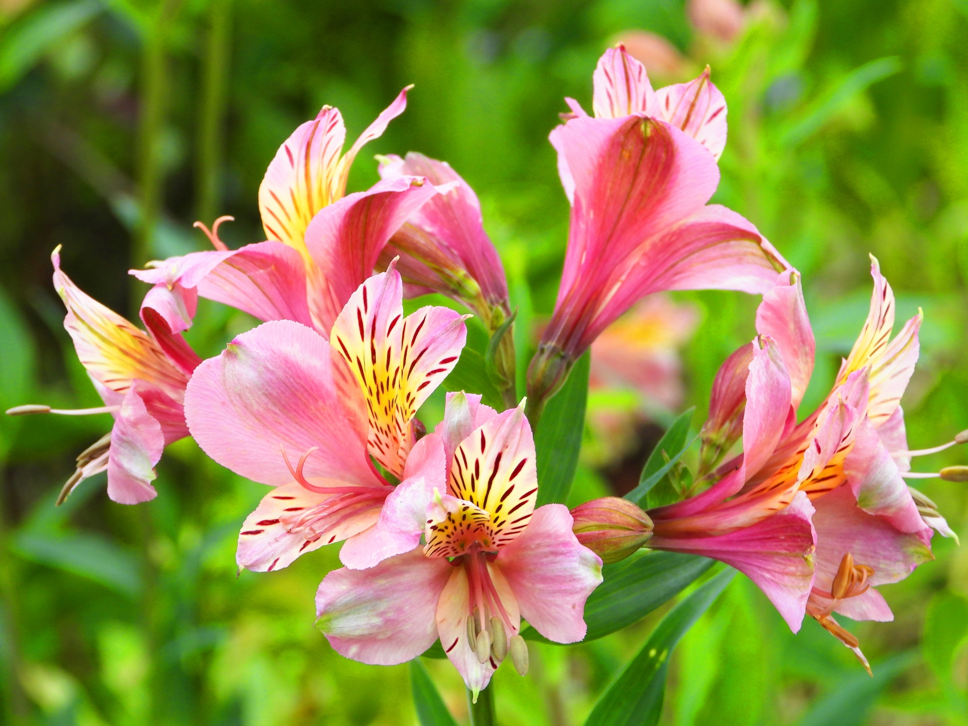 アルストロメリアとは 花の特徴 花言葉 育て方 手入れ方法を紹介 Hanasaku