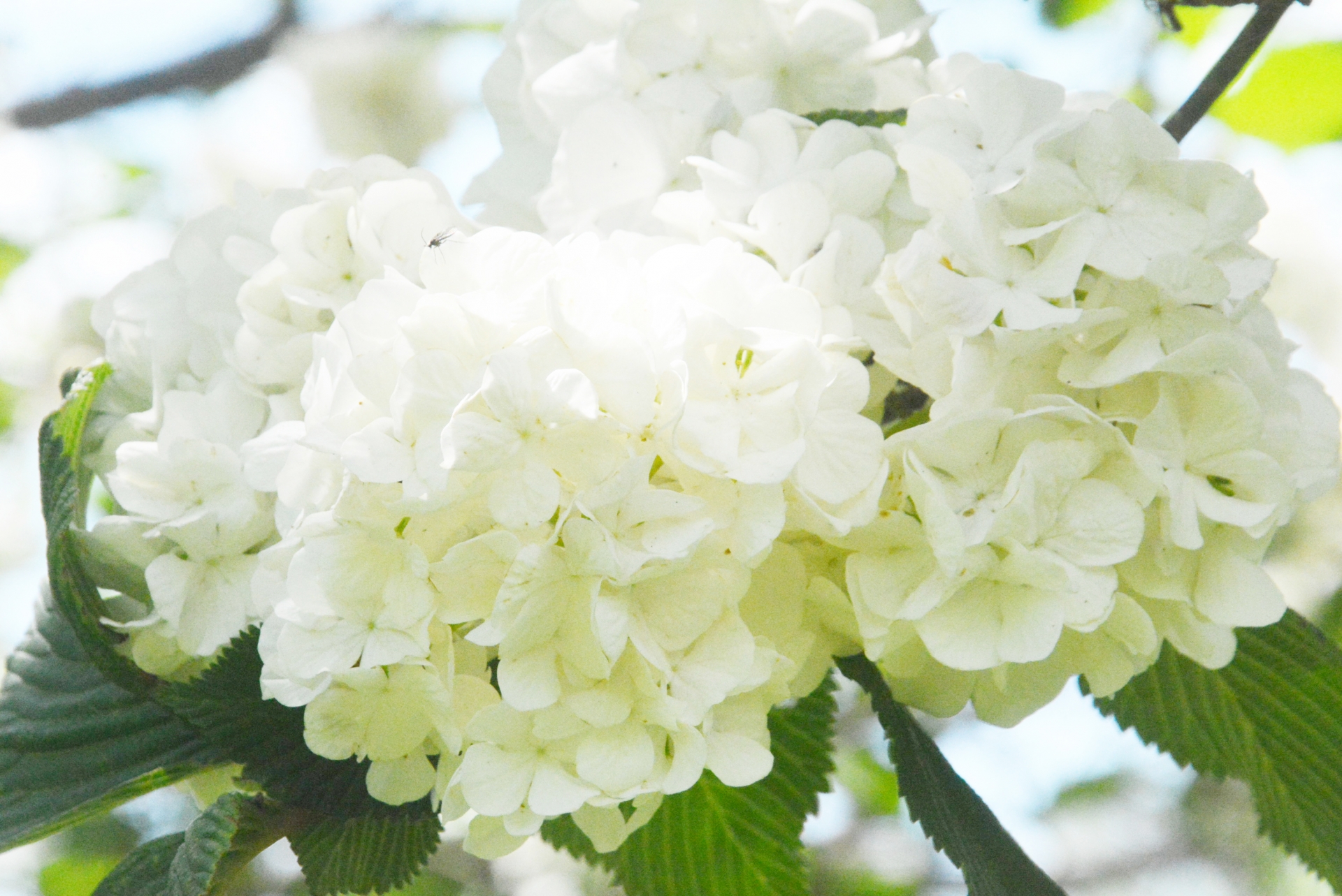 アシタバとは 花の特徴 花言葉 育て方 レシピも紹介 Hanasaku