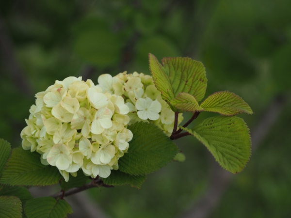 オオデマリ 大手毬 とは 花の特徴 花言葉 育て方 手入れ方法を紹介 Hanasaku