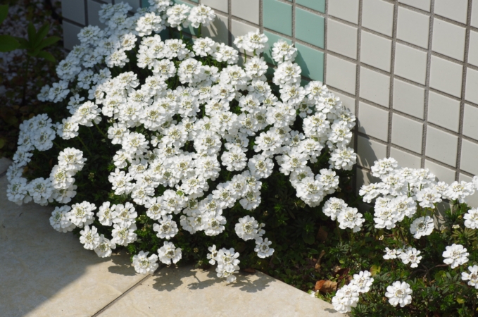 イベリスとは 花の特徴 花言葉 育て方 手入れ方法を紹介 Hanasaku