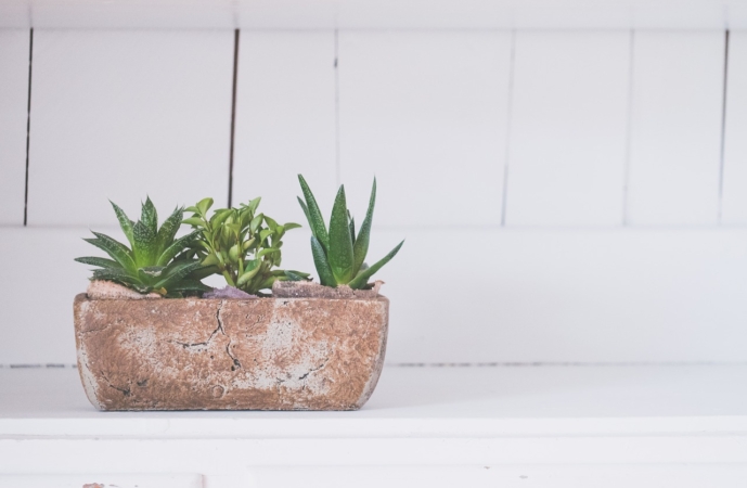 アロエと相性のよい寄せ植えの植物
