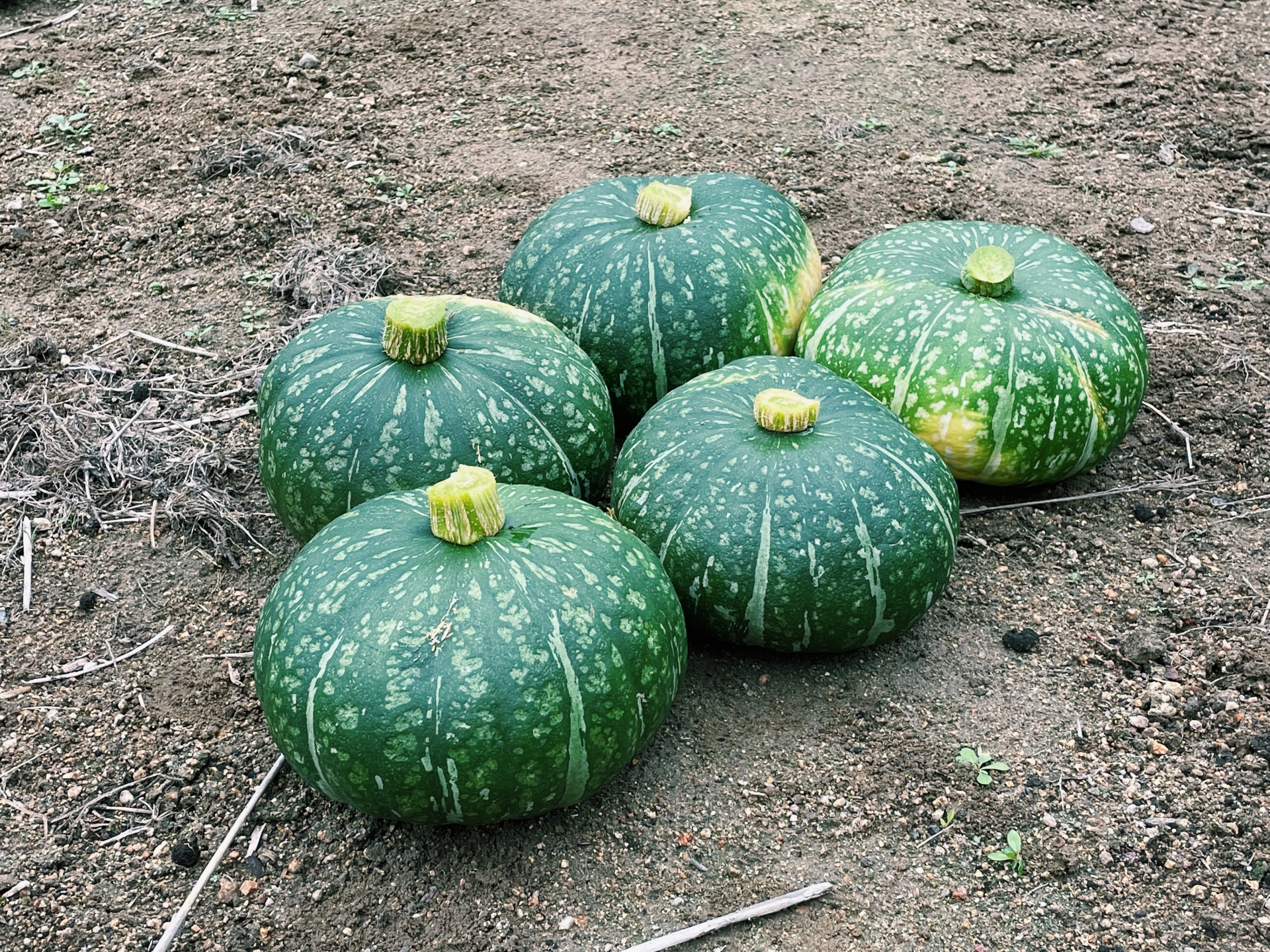 かぼちゃのさまざまな種類 品種 特徴や栽培方法も紹介 Hanasaku