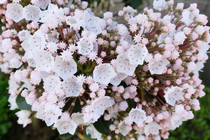 カルミアの花言葉と誕生花 花名の由来や開花時期は 怖い意味もある Hanasaku