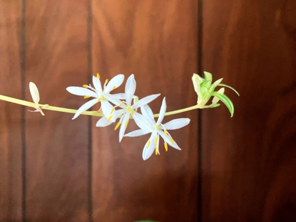オリヅルランとは 花の特徴 花言葉 育て方 手入れ方法を紹介 Hanasaku