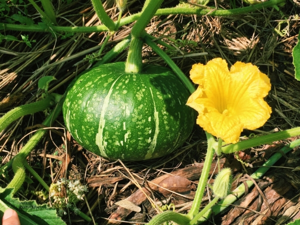 かぼちゃの育て方と栽培方法 手入れの仕方や増やし方 注意点も Hanasaku