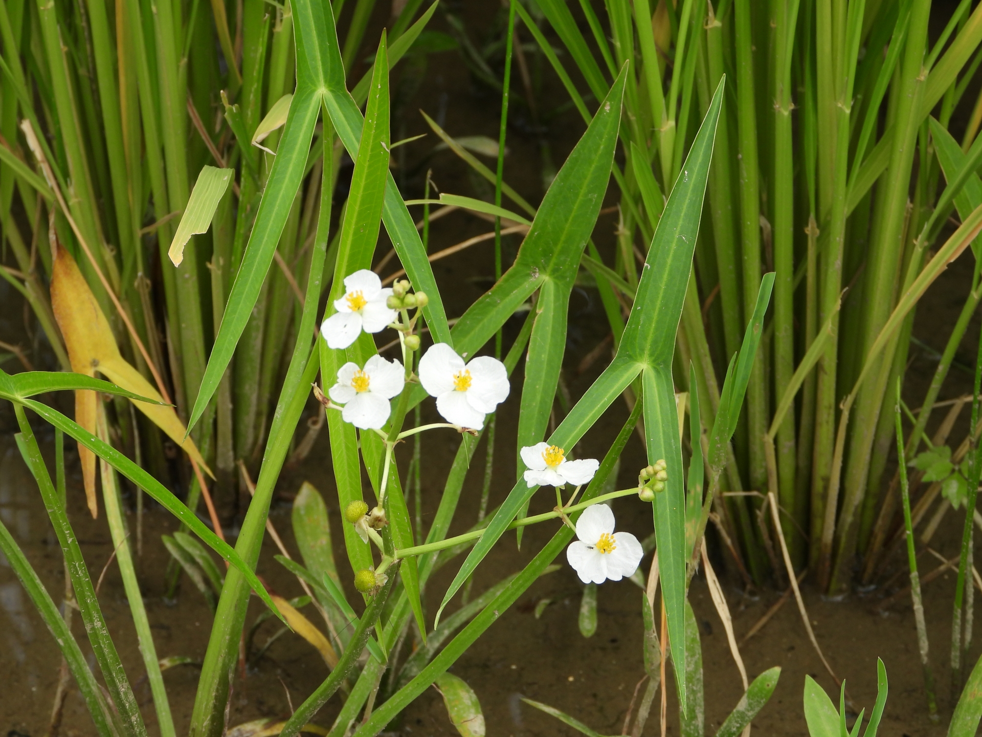 オモダカとは 花の特徴 花言葉 育て方 手入れ方法を紹介 Hanasaku